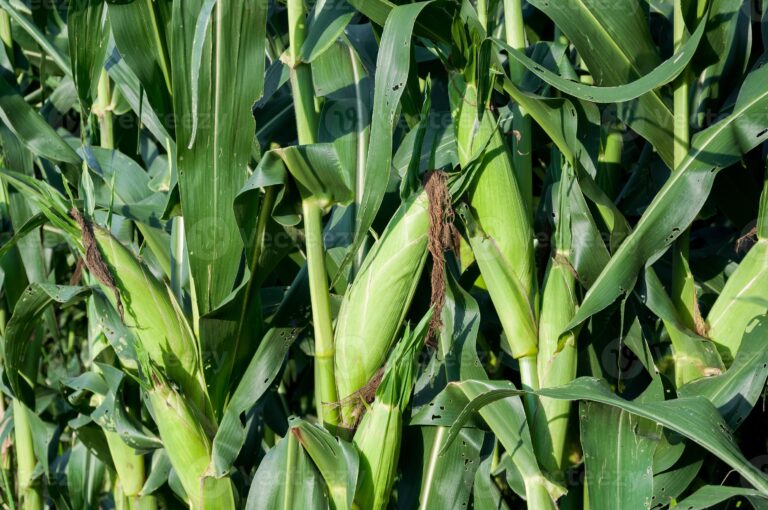 Nilivyokosa Mavuno Kwa Misimu Miwili Mfululizo na Kuvuna Zaidi ya Mara Tatu Baada ya Kugundua Kosa Moja Kwenye Shamba Langu
