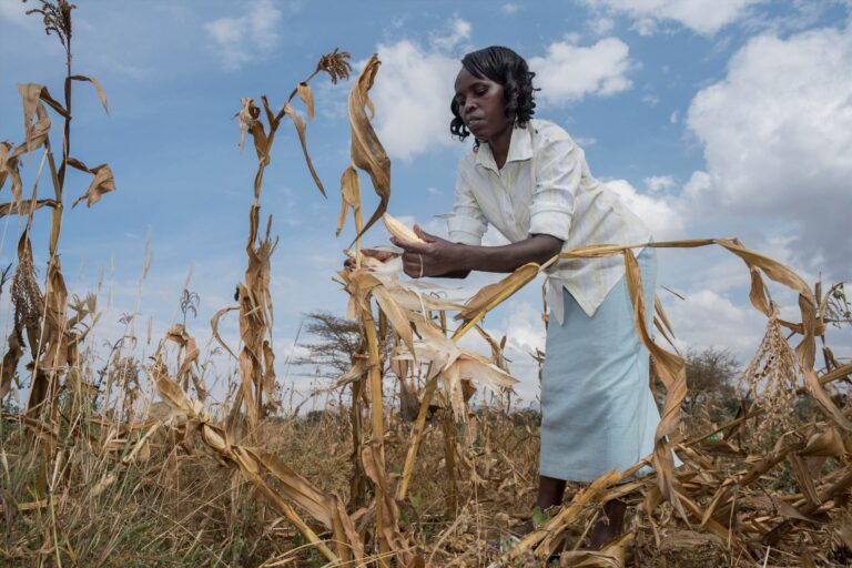 Shamba Langu Halikuwahi Kutoa Mazao Kwa Miaka Sita Msimu Uliopita Nilivuna Zaidi ya Nilivyowahi Kufikiria