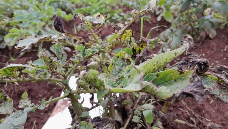 Shamba Langu Lililokuwa Likivamiwa na Wizi na Magonjwa Lilianza Kutoa Mazao Mengi na Kuletea Tajiriba