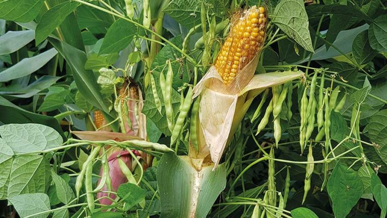 Shamba Langu la Hekari Kumi Lilikuwa Halitoi Mavuno Hata Kidogo Wakati la Jirani Likistawi, Mpaka Laana ya Ardhi Ilipondolewa