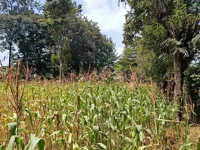 Nilitaka Kudhulumiwa Shamba la Familia na Ndio Maisha Yetu Yote, Mpaka Visomo Hivi Viliporudisha Haki Yangu